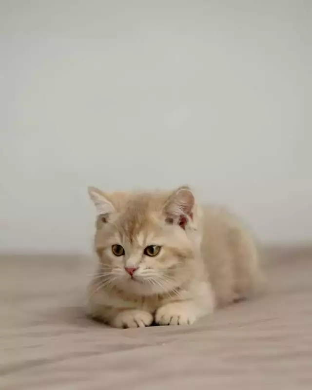 عکاسی حیوانات خانگی از مهسا رضایی پور