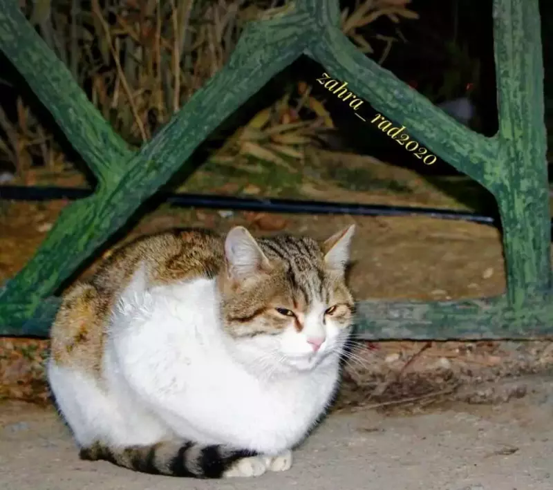 عکاسی حیوانات خانگی از زهرا نیکوبنیادراد