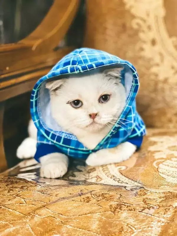 عکاسی حیوانات خانگی از زهرا نیکوبنیادراد