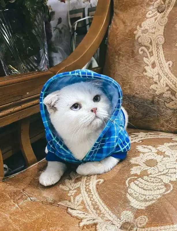 عکاسی حیوانات خانگی از زهرا نیکوبنیادراد