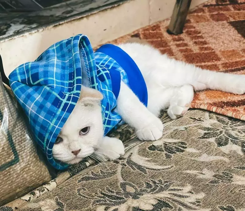 عکاسی حیوانات خانگی از زهرا نیکوبنیادراد