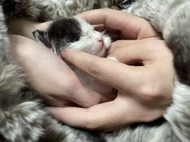 عکاسی حیوانات خانگی از فاطمه توکلی بینا