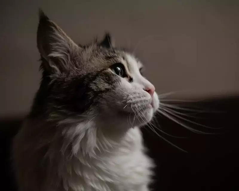 نمونه کار از عرفان نجف‌آبادی‌پور