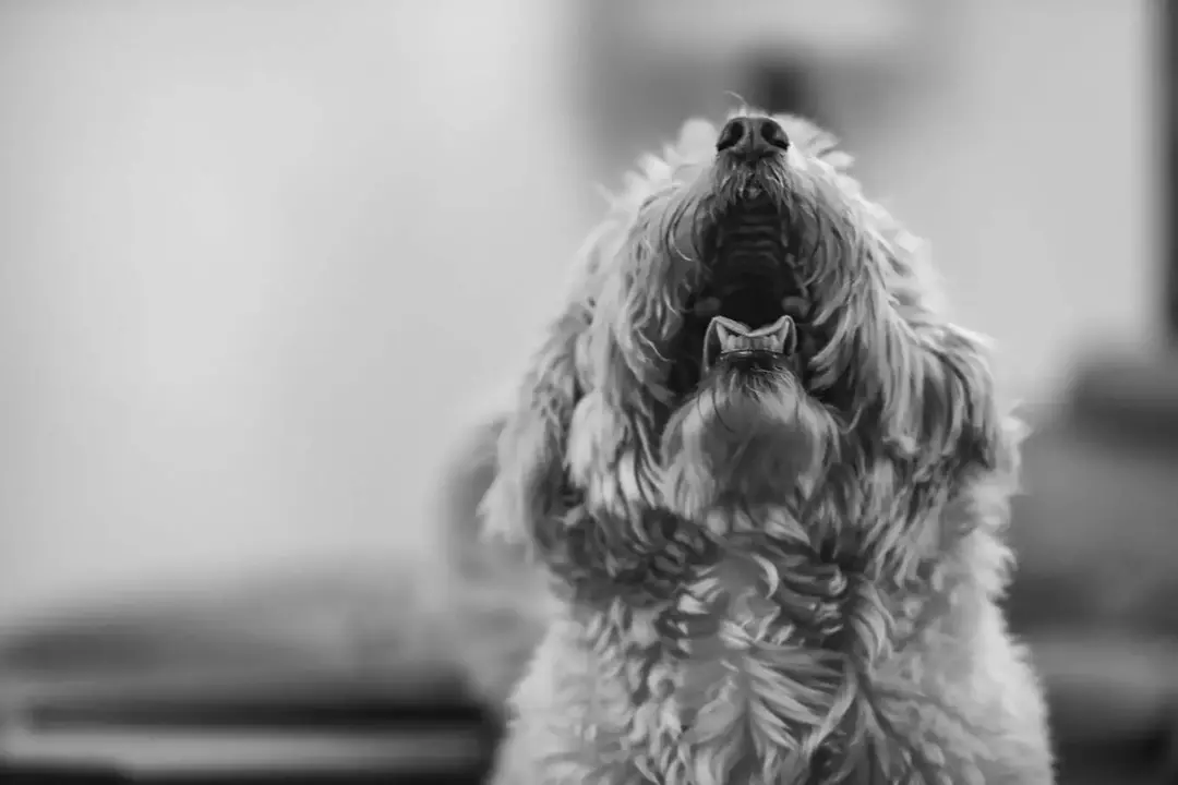 نمونه کار عکاسی ریحانه عسگری