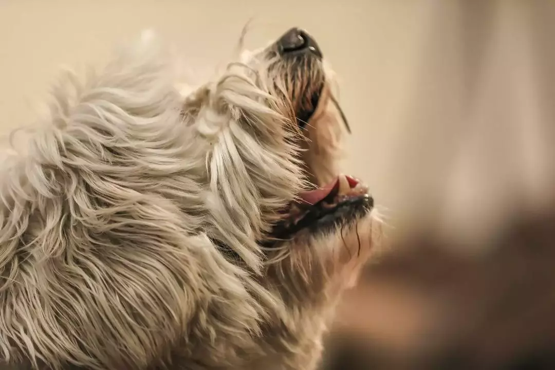 نمونه کار عکاسی ریحانه عسگری