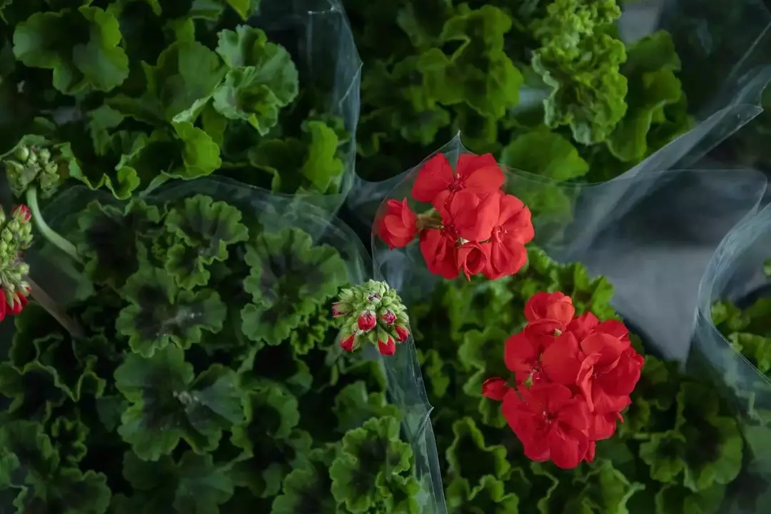 نمونه کار عکاسی ریحانه عسگری