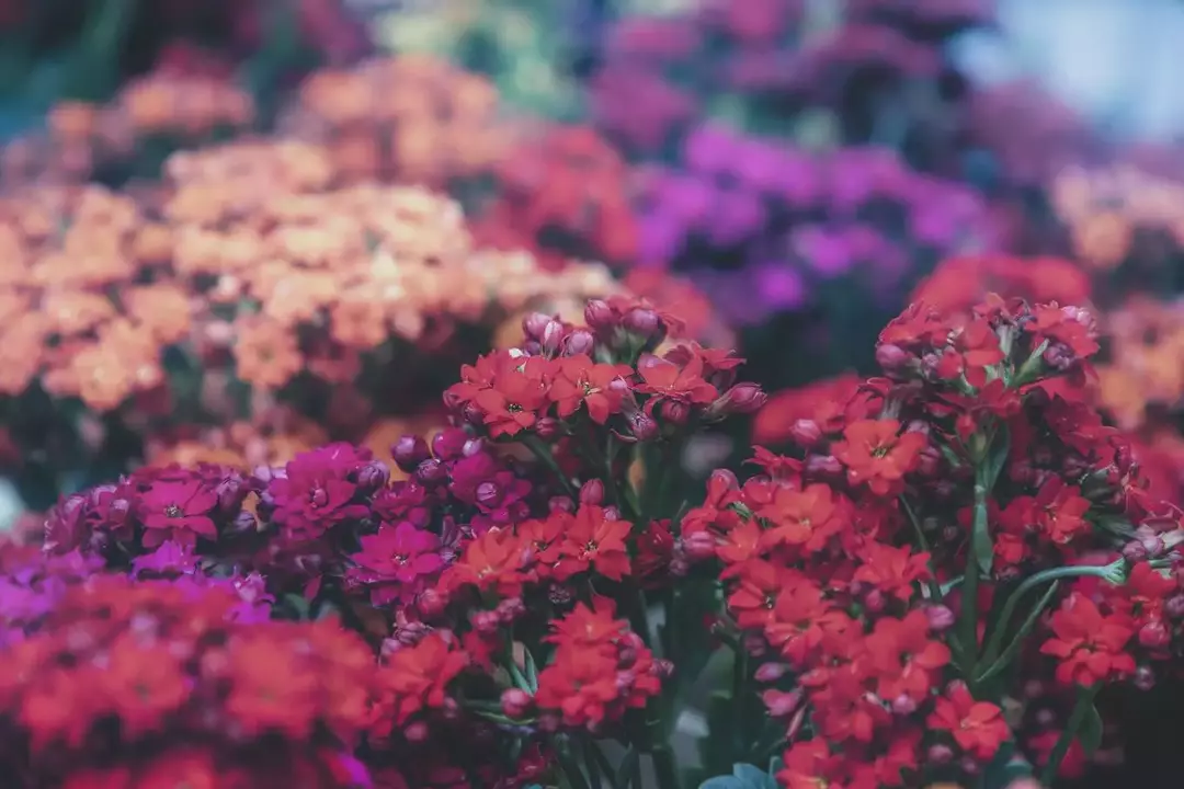 نمونه کار عکاسی ریحانه عسگری