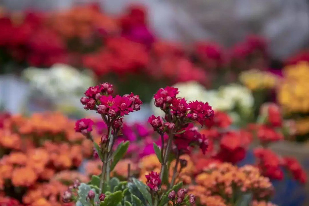 نمونه کار عکاسی ریحانه عسگری