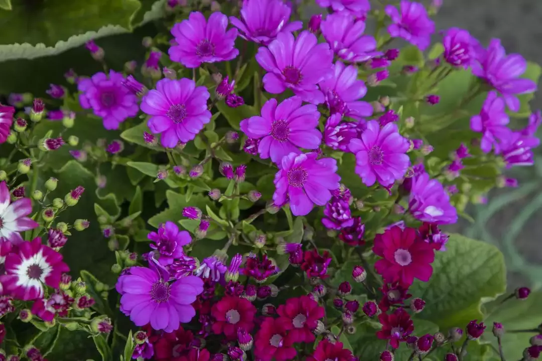 نمونه کار عکاسی ریحانه عسگری