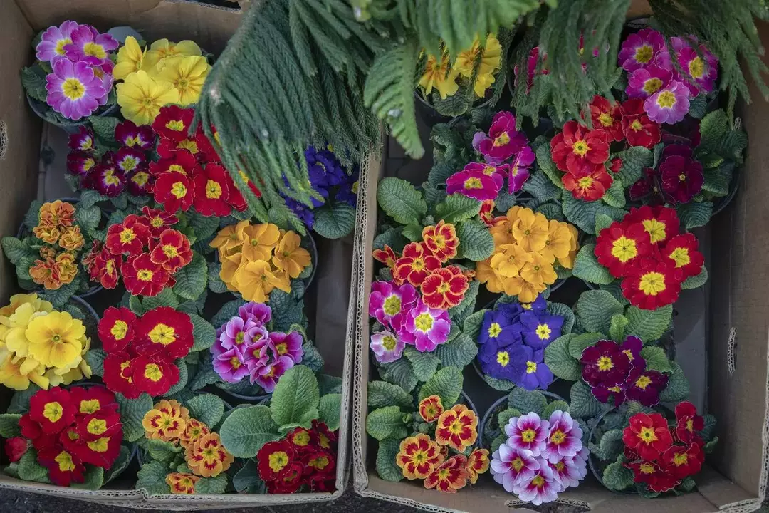 نمونه کار عکاسی ریحانه عسگری