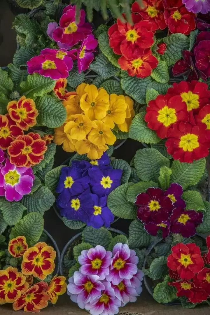 نمونه کار عکاسی ریحانه عسگری