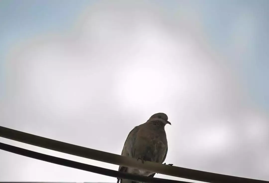 نمونه کار عکاسی ریحانه عسگری