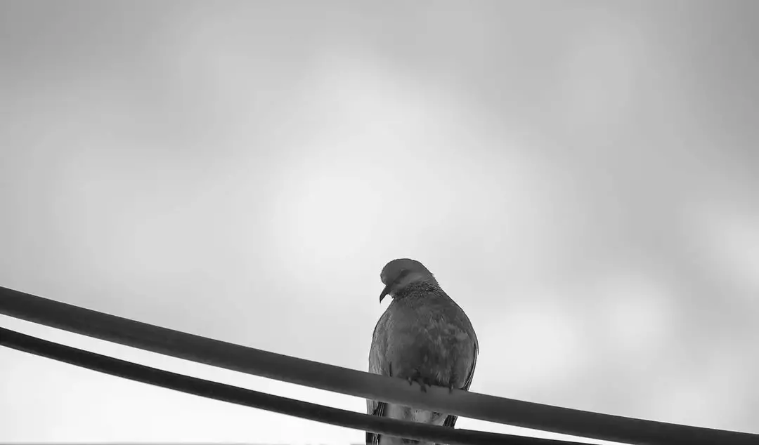 نمونه کار عکاسی ریحانه عسگری