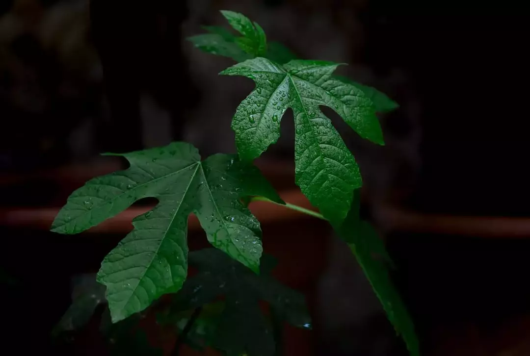 نمونه کار عکاسی ریحانه عسگری