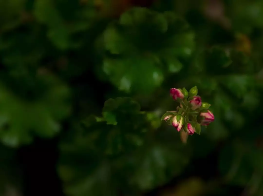 نمونه کار عکاسی ریحانه عسگری