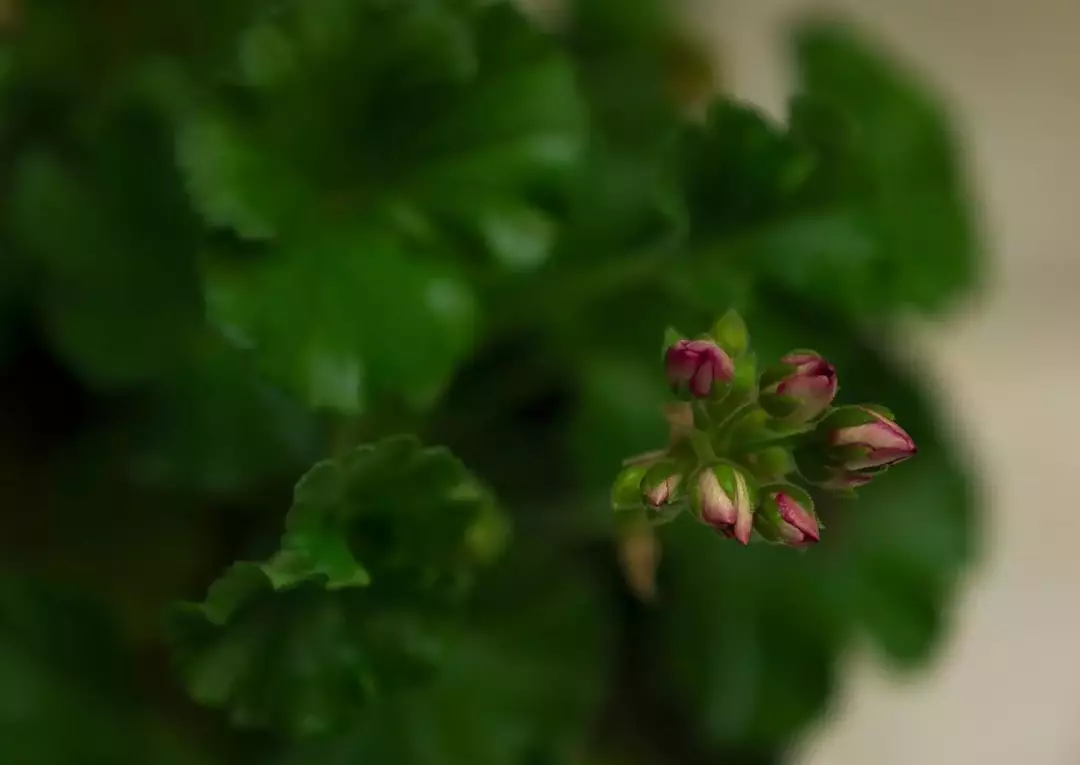 نمونه کار عکاسی ریحانه عسگری