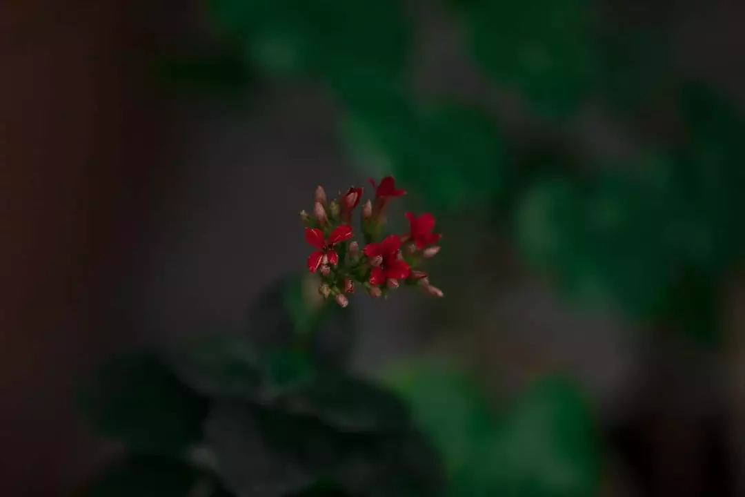 نمونه کار عکاسی ریحانه عسگری