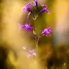 نمونه کار ناصر ایرجی