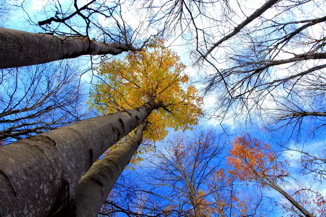 نمونه کار از شاهین بهره مند