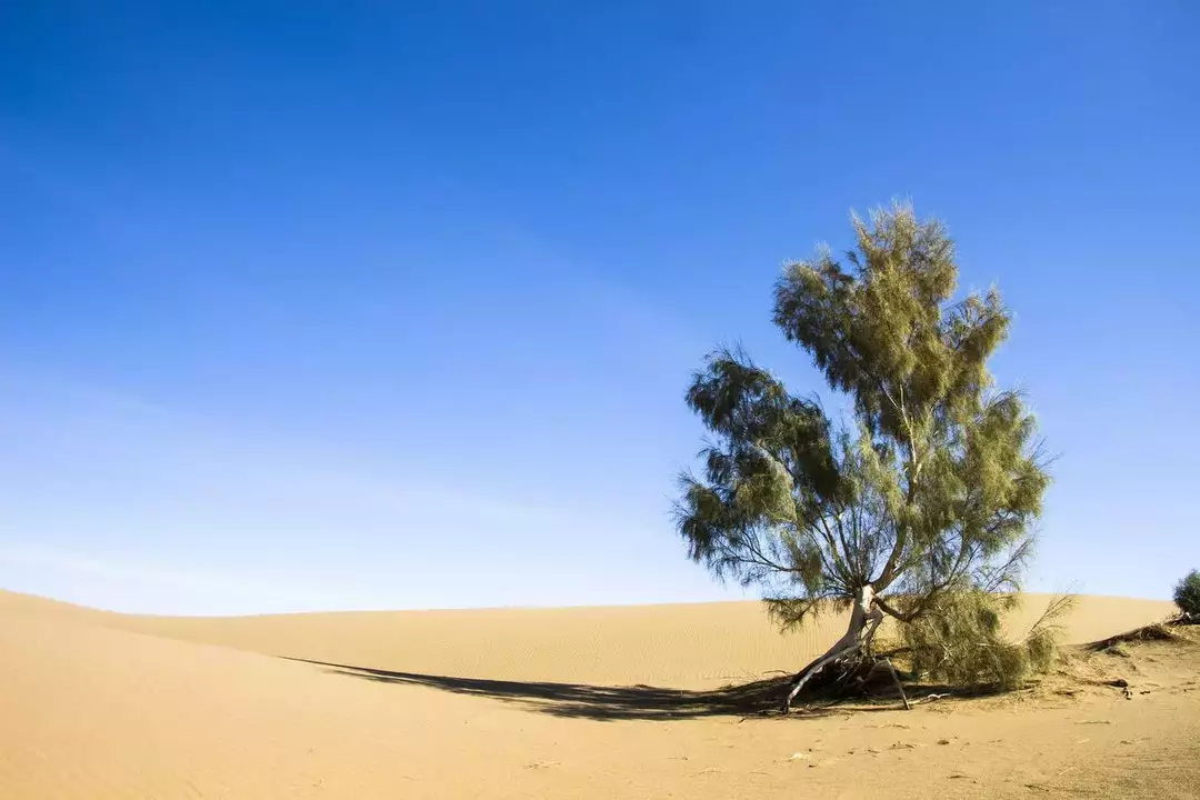 نمونه کار عکاسی مناظر توسط بهره مند که در تاریخ 1399-11-29 ** چهارشنبه  **  ساعت 09:01PM بارگذاری شده است.