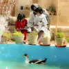 خانم سعادت فر - متخصص استان تهران خانم سعادت فر - متخصص کادرو