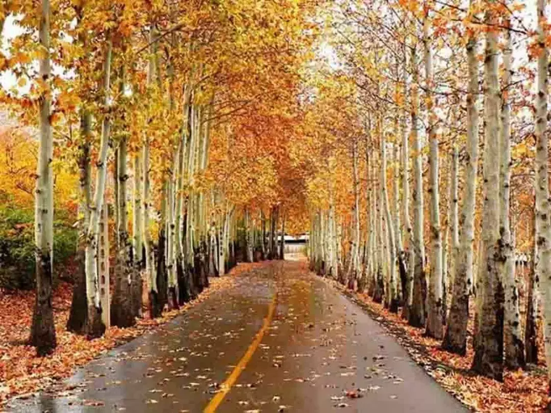 منطقه جنگلی ناژوان