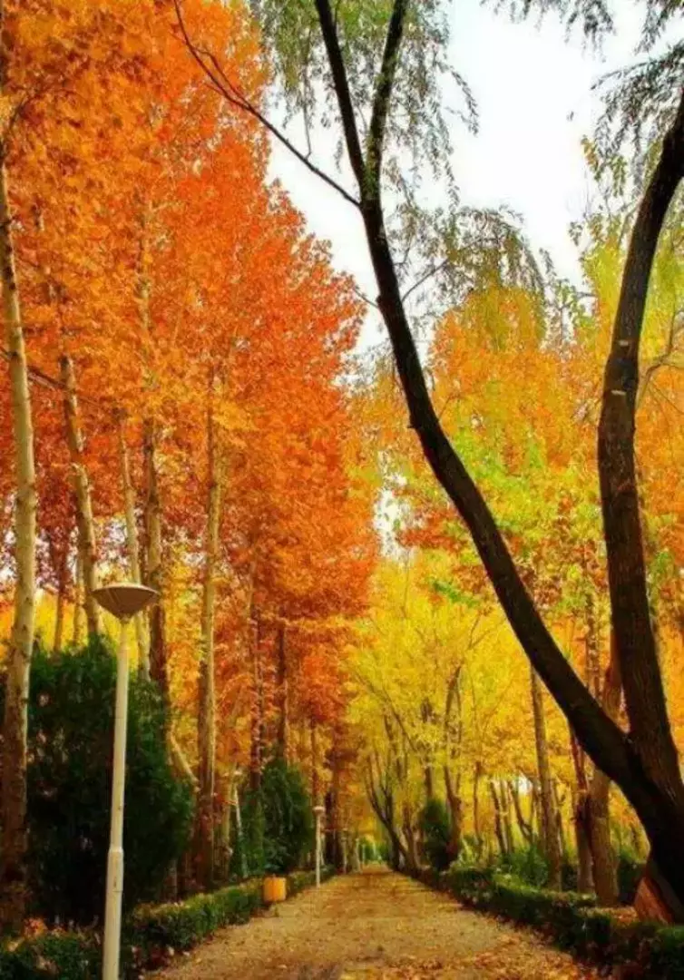 منطقه جنگلی ناژوان