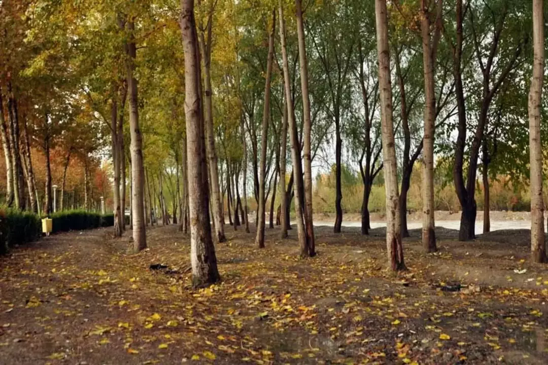 منطقه جنگلی ناژوان