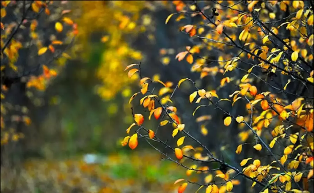 منطقه جنگلی ناژوان