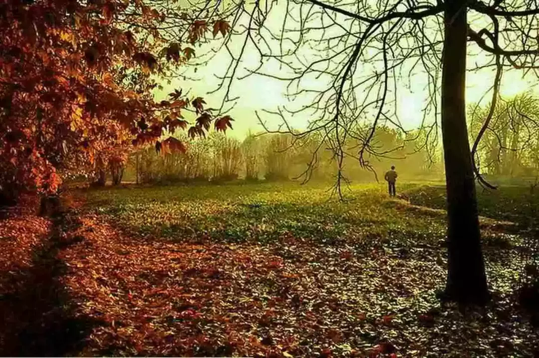 منطقه جنگلی ناژوان