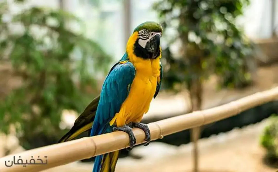 باغ پرندگان مشهد