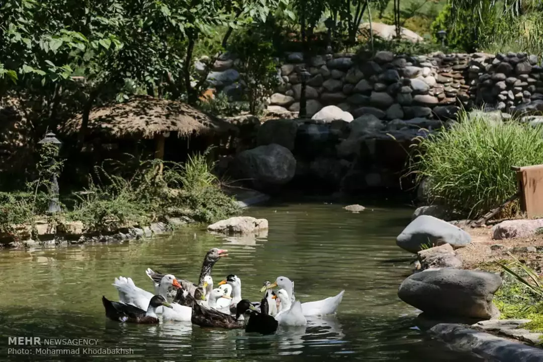 باغ پرندگان مشهد