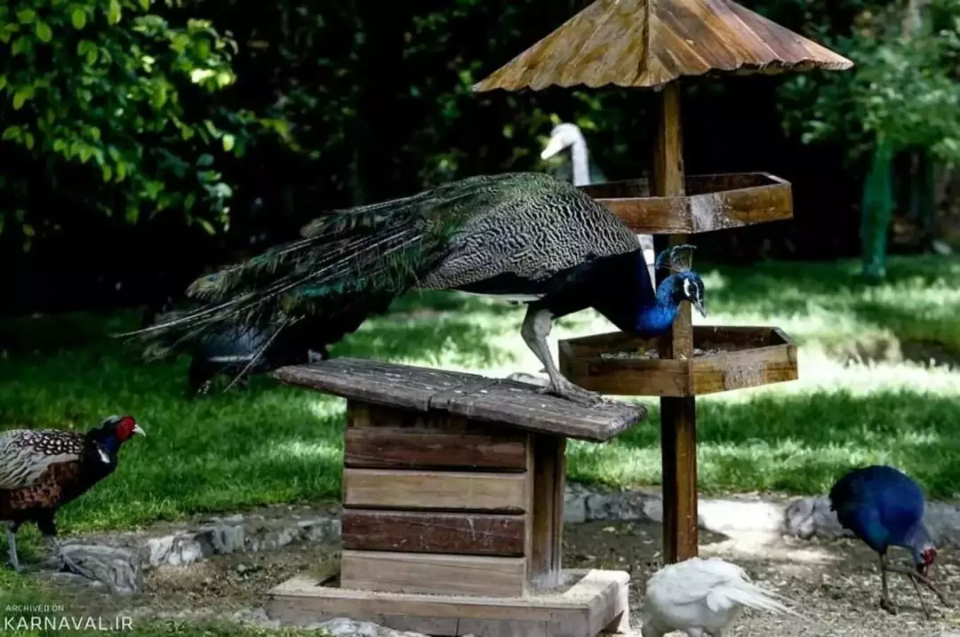 باغ پرندگان مشهد