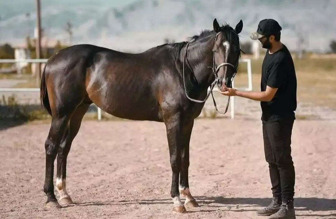 باشگاه سوارکاری هیرو