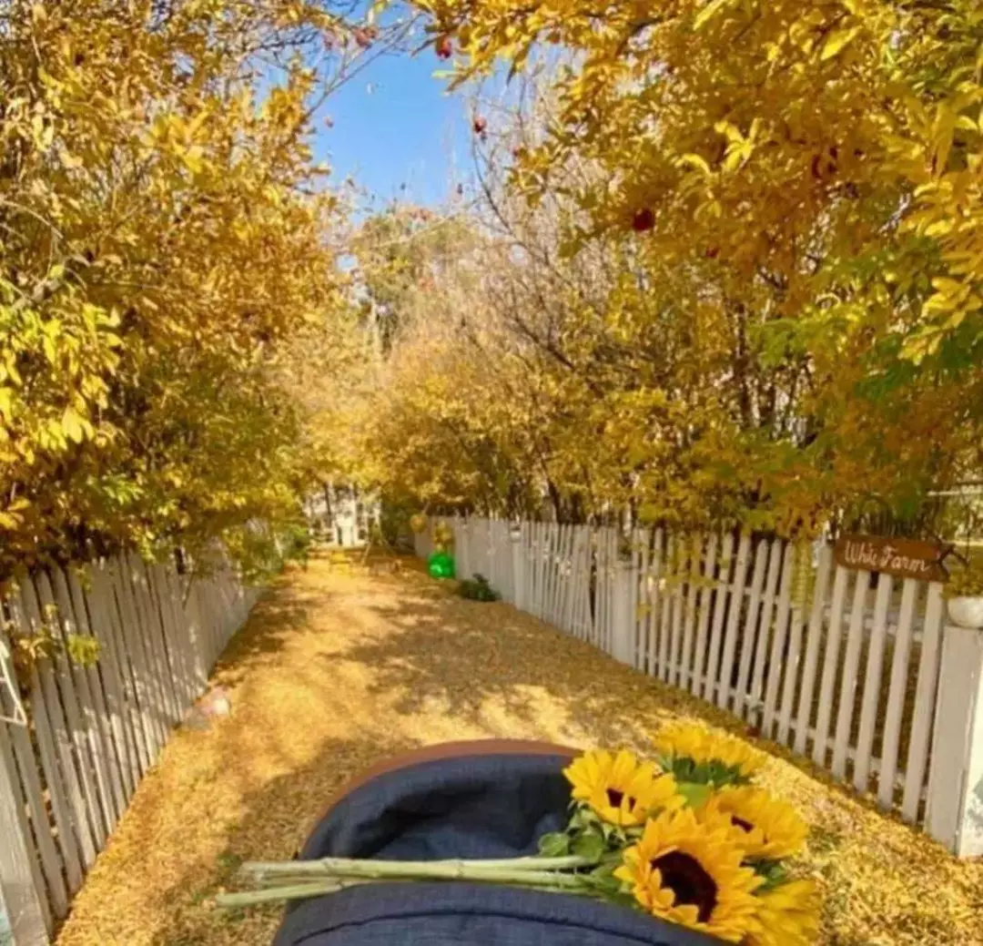 باغ عمارت صدرا/حکیمیه 