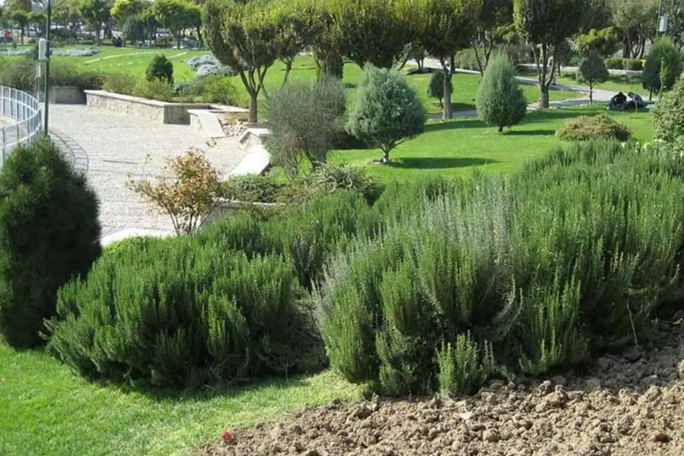 عکس پارک المهدی