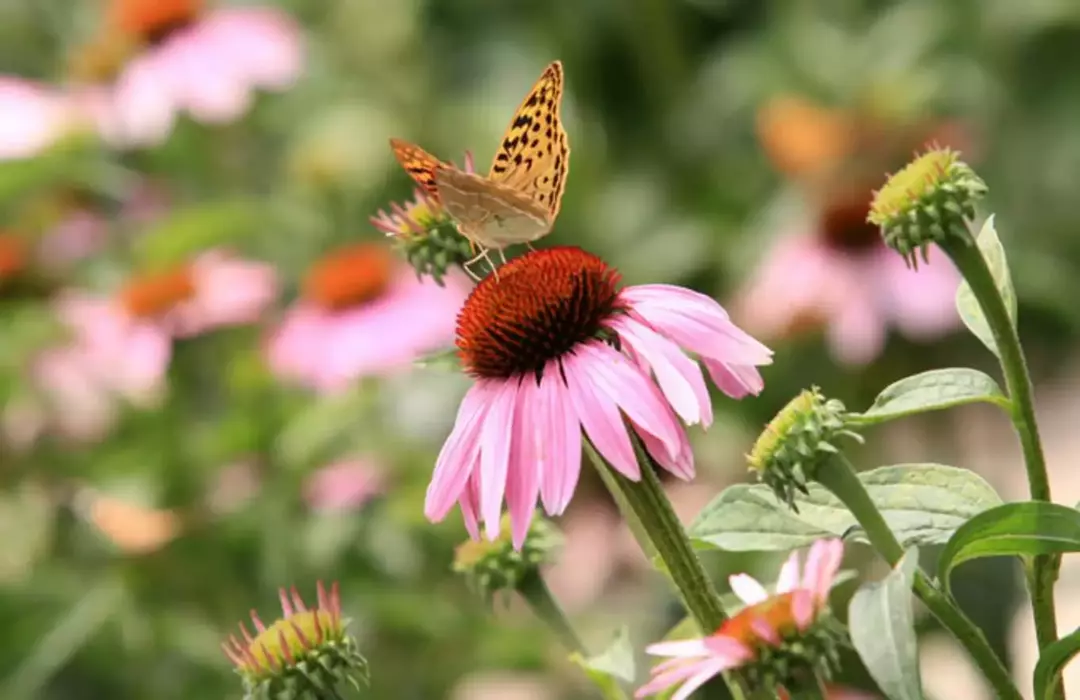بوستان گل ها مشهد