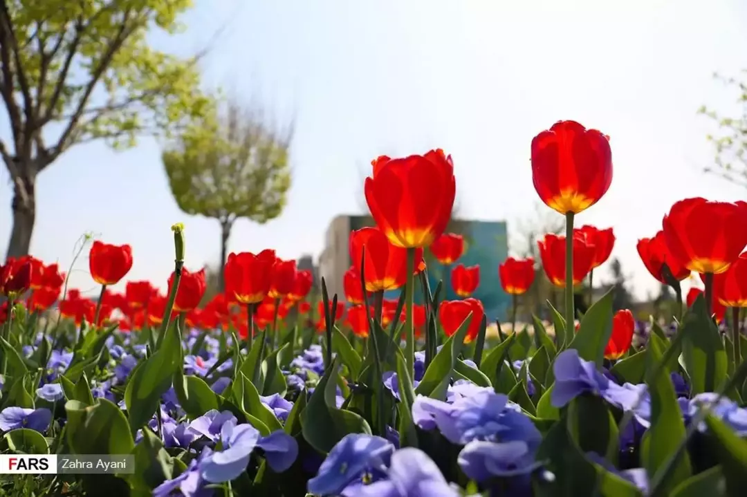 بوستان گل ها مشهد