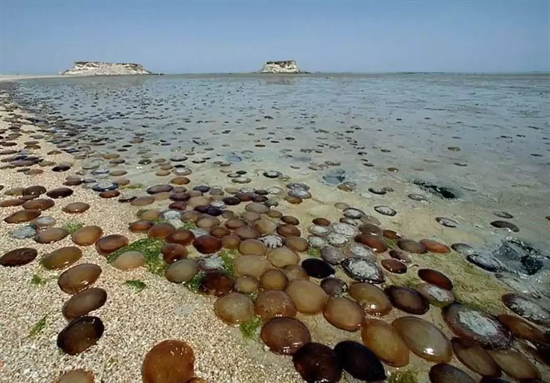 جزیره ی هندورابی