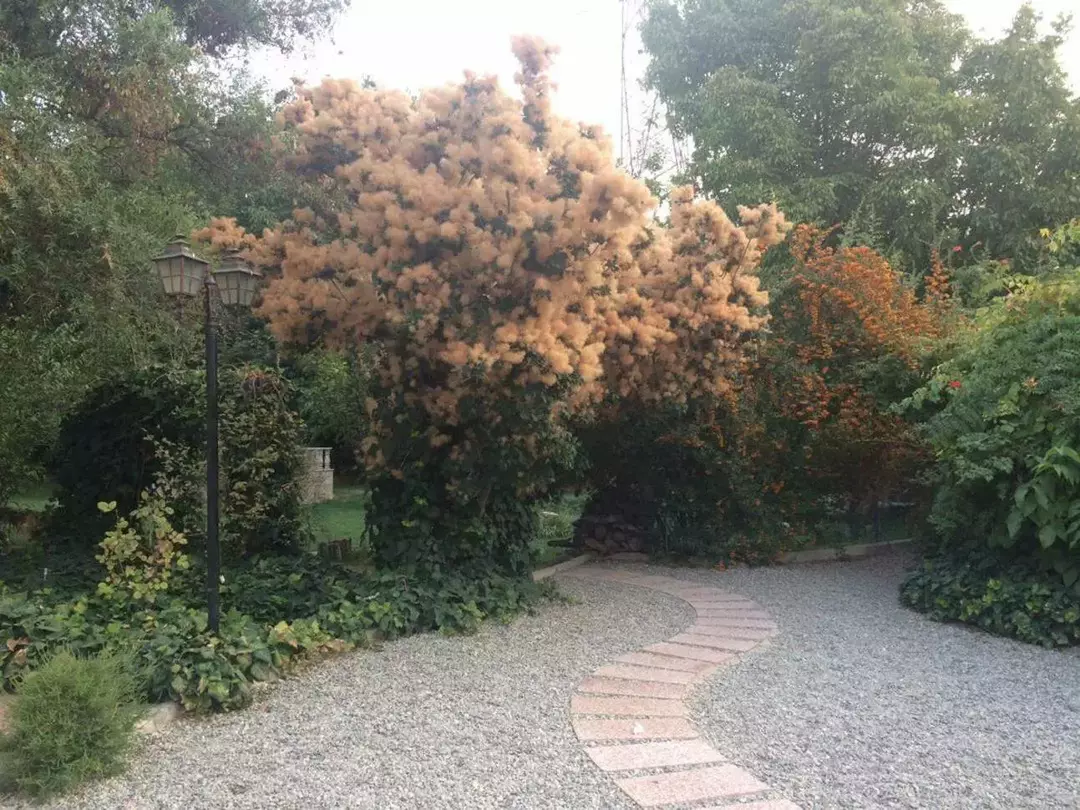 باغ عمارت زرینه