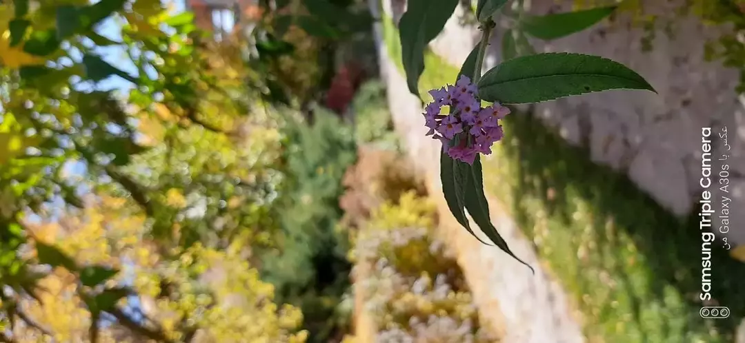 باغ عمارت قارتال