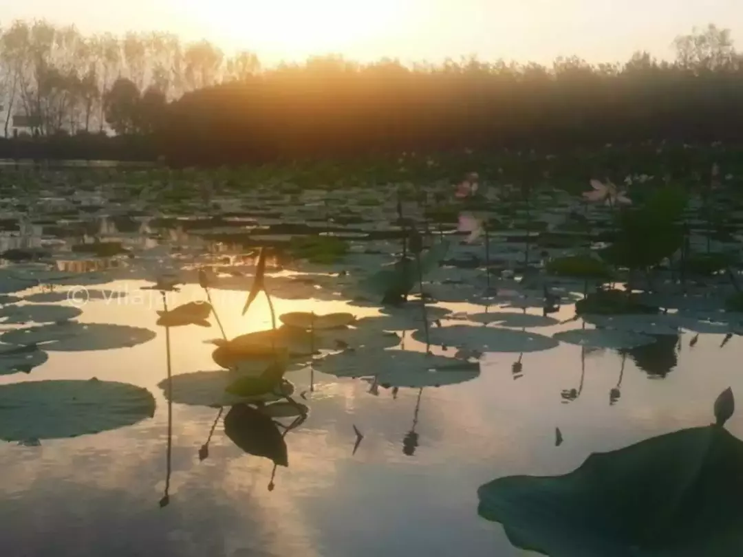 جنگل گیسومبوستان نیلوفرآبی