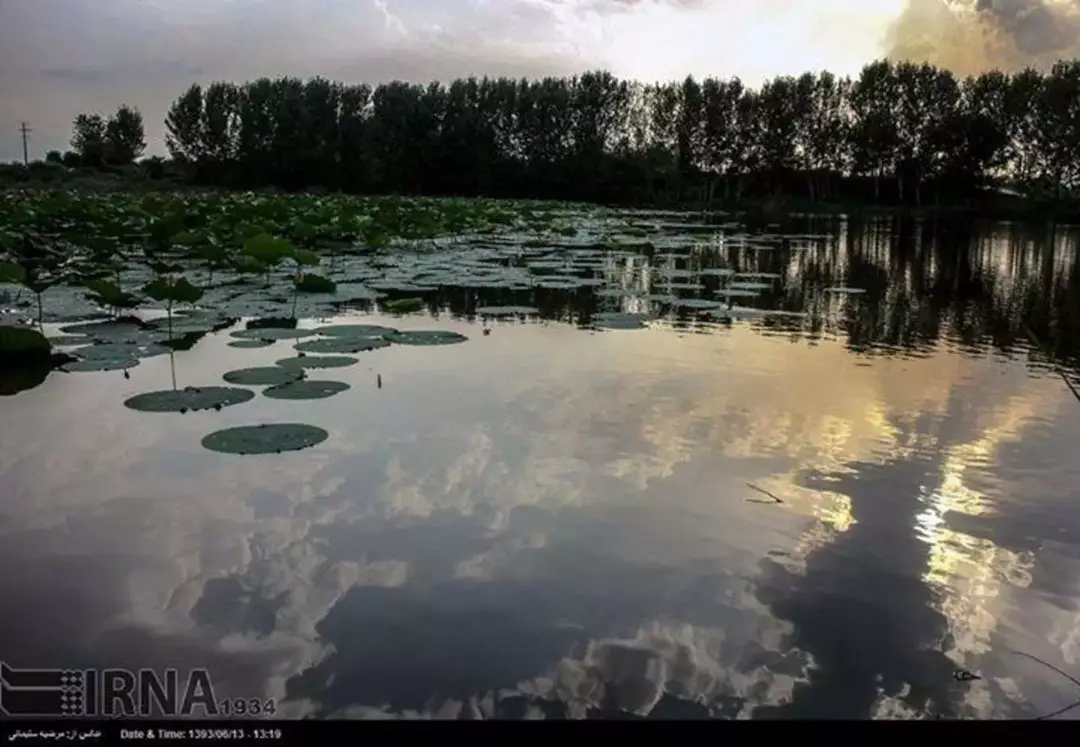 جنگل گیسومبوستان نیلوفرآبی