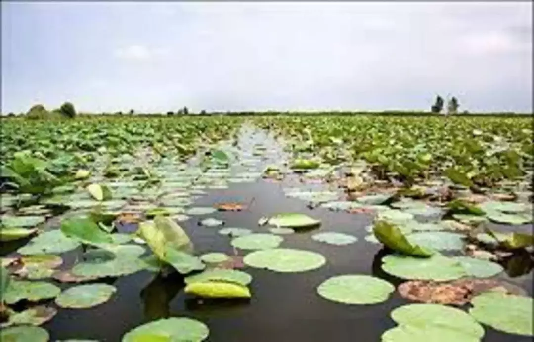 جنگل گیسومبوستان نیلوفرآبی