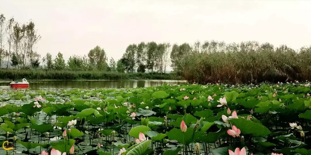 جنگل گیسومبوستان نیلوفرآبی