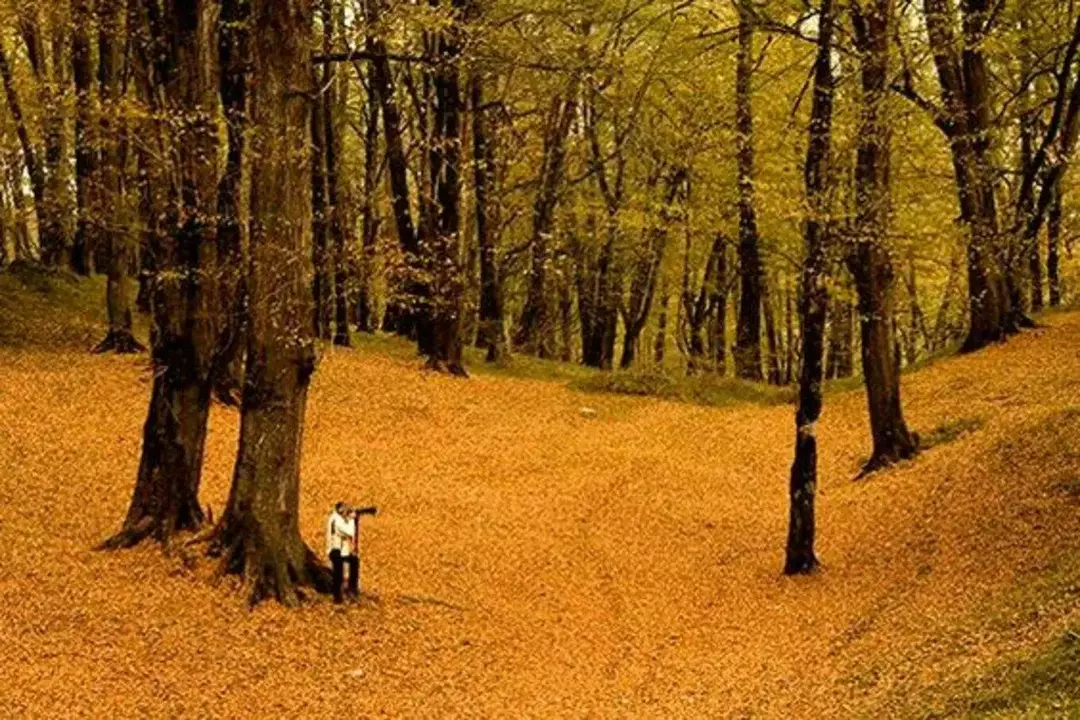 جنگل‌های دالخانی