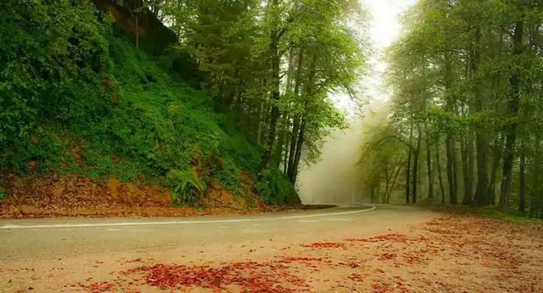 جنگل‌های دالخانی