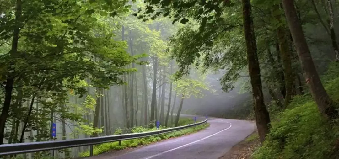 جنگل‌های دالخانی