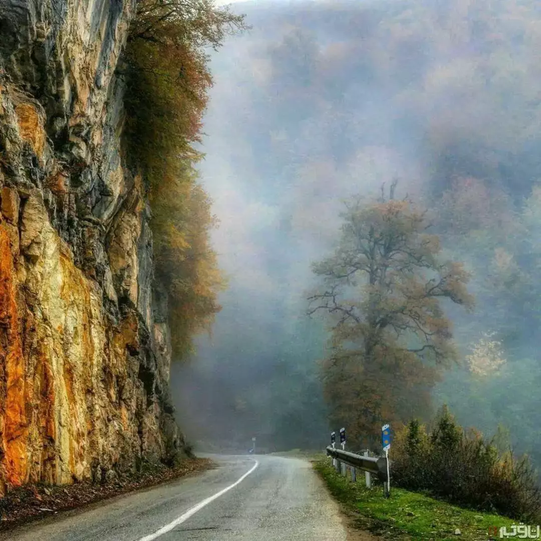 جنگل‌های دالخانی