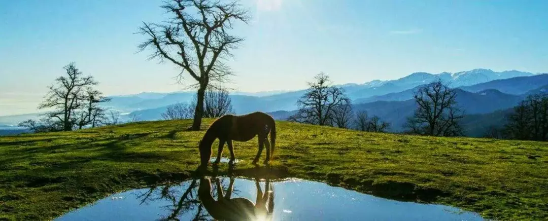 جنگل‌های دالخانی